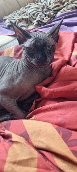 Sphynx - 4