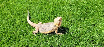 Agama bradatá - 4