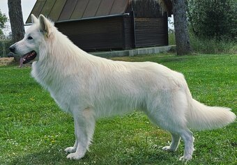 Biely švajčiarsky ovčiak šteniatka s PP (FCI) - 4