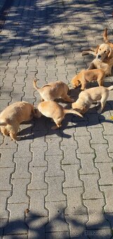 Šteniatka zlatý retriéver - 4