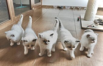 Mačiatka Ragdoll s PP - 4