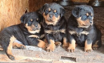 Predám rotvajlera - 4