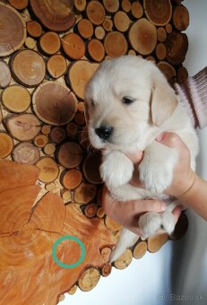 Zlatý retriever - 4