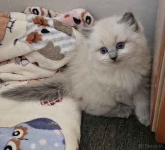 Ragdoll Cherubim - 4