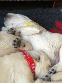 Labrador retriever - 4