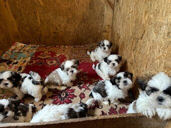 Shitzu, shi tzu REZERVOVANE - 4