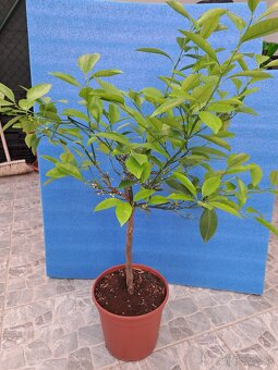 Calamondin Mitis - 4