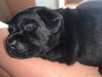 Štěně Labradorského retrievera - 4