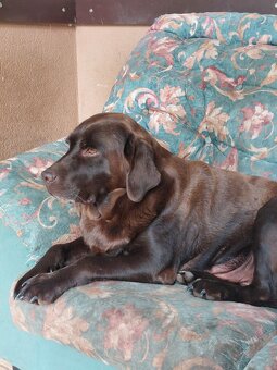 Šteniatka labradora - 4