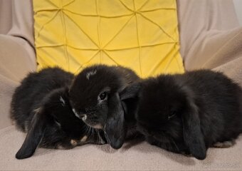 Zdrobnený králik, baranček , minilop - 4