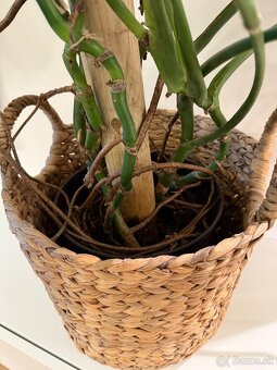 Monstera Deliciosa - 4