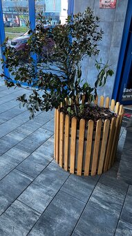 Predám Stromčeky 2ks - 4