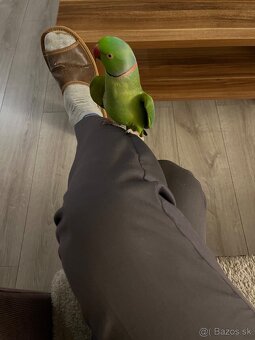 Alexander Malý kľudný krotký. - 4