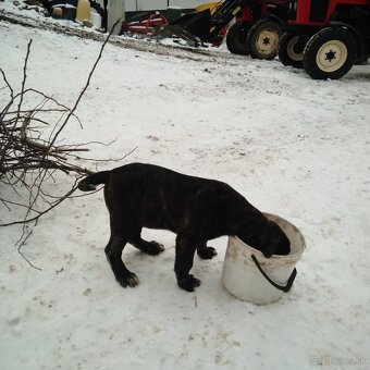 Cane corso - 4