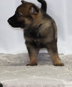 Německý ovčák s PP - 4