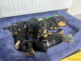 Jazvečík kratkosrstý - 4