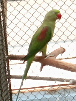 Predám 1:1 ALEXANDER VELKÝ MODRÝ 2024 - 4