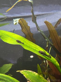 Predám Ancistrus sp. (Prísavník obyčajný) - 4