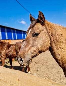 American quarter horse/ aqh - 4