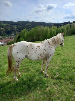 Appaloosa klisna - 4
