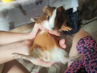 Predam male morciatko - 4