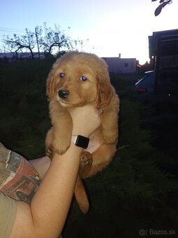 Šteniatka zlatého retrievera - 4