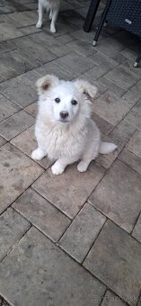 Nemecký  ṣ̌pic - 4