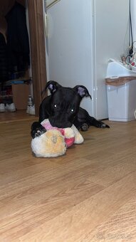 Americky stafford - 4