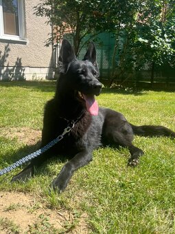 Nemecký ovčiak - 4