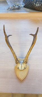 Trofej sibiřského srnce, paroží. - 4