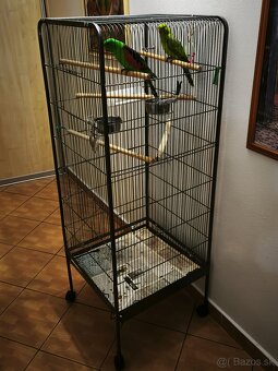 Papagáj červenokrídly - 4