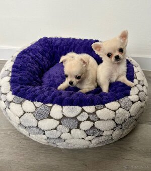 Šteniatka čivava chlapci - 4