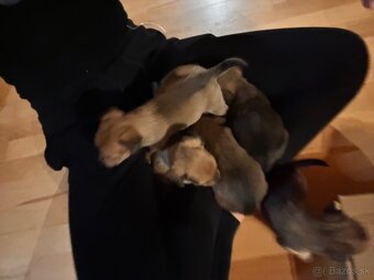 Ponúkam dvojmesačné šteňatá - 4