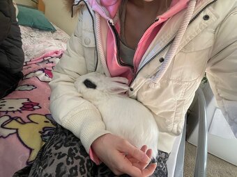 Darujem zajačika - 4