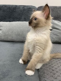 Ragdoll mačka - 4