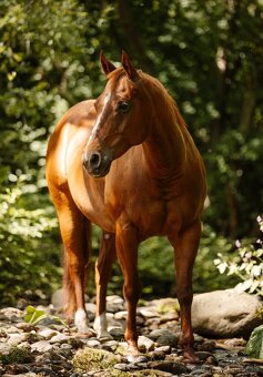 American Quarter Horse - 4