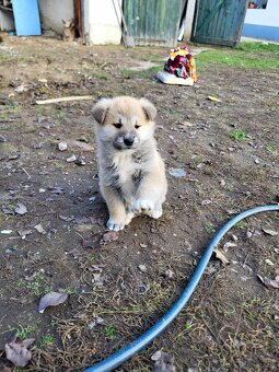 Akita  inu  steniatka - 4