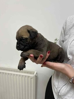 Bullmastiff s PP - 4