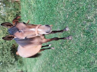 Shagya arab kobylka - 4