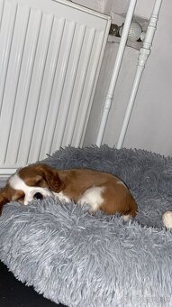 Cavalier Charles King Spaniel - 4