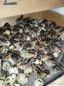 Japonské prepelice - 4