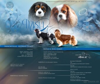Cavalier king Charles spaniel s PP - 4