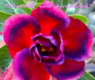 Adenium obesum - semená - 4