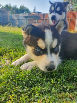 Šteniatka sibirský husky - 4