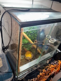 terarium + pagekon riasnaty - 4