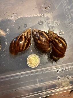 Slimák, Lissachatina Fulica - 4