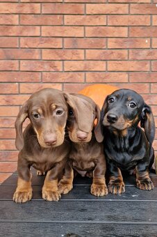 Jazvečík trpasličí - 4