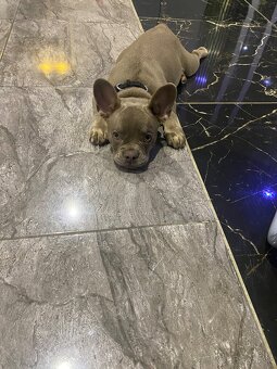 Francuzsky buldoček - 4