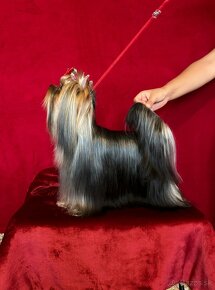 Yorkshire terier - 4