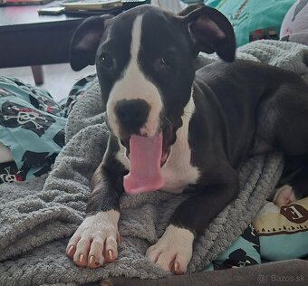 Americký Staford - 4